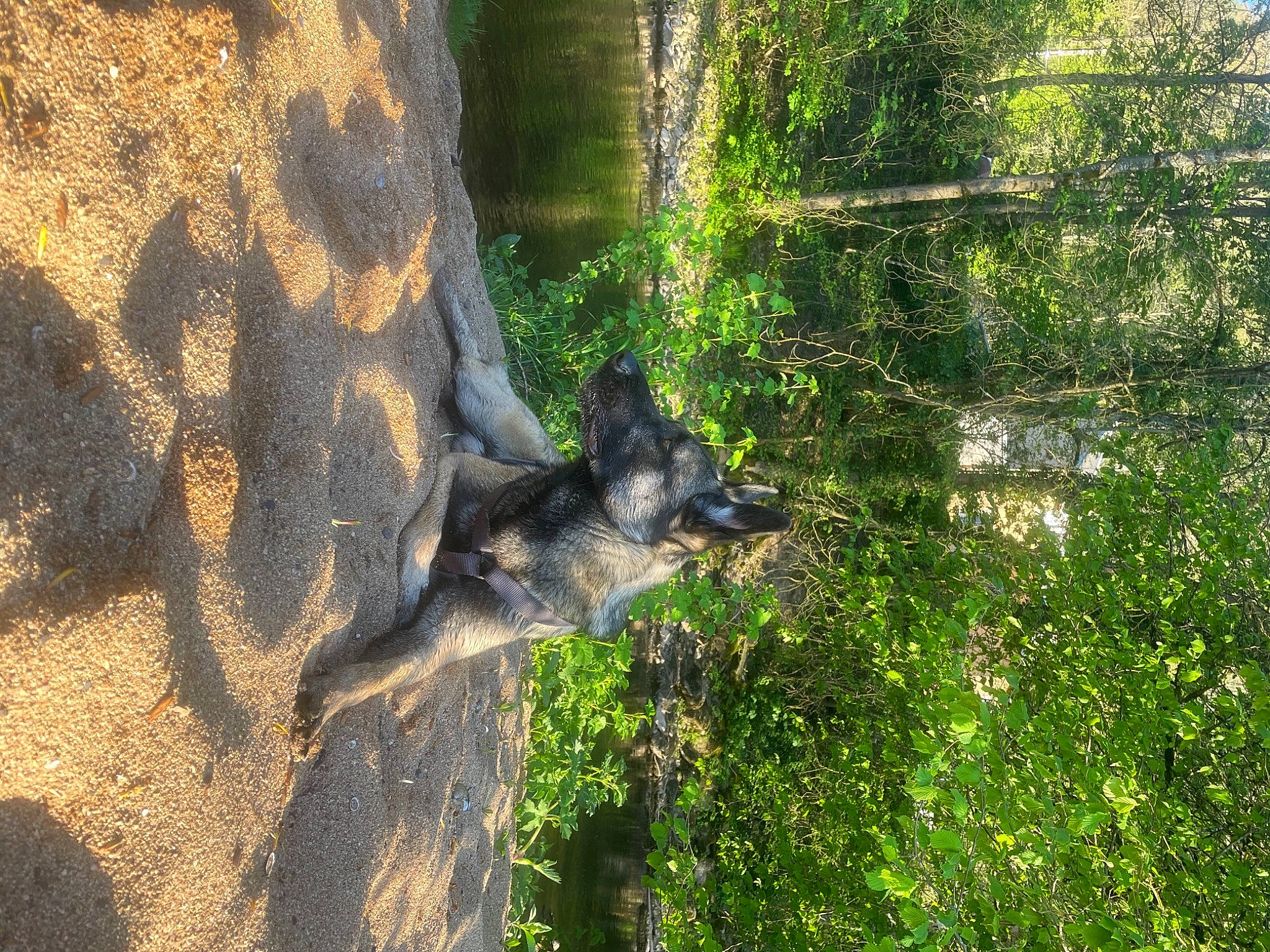 Asko participe au concours pour gagner de l'argent avec cette photo : canidae, carnivore, dog, dog_breed, fawn, forest, grass, jungle, landscape, marsupial, natural_landscape, plant, snout, tail, temperate_broadleaf_and_mixed_forest, terrestrial_animal, tree, trunk, wood, woodland