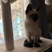 Aïko a rejoint le concours — aidez-le/la à gagner de superbes lots ! animal, blurred_background, cat, cat_tree, curious, domestic, ears, feline, indoor, kitten, light, paws, pet, shadow, siamese, sitting, soft_furniture, whiskers, window, young