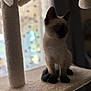 animal, blurred_background, cat, cat_tree, curious, domestic, ears, feline, indoor, kitten, light, paws, pet, shadow, siamese, sitting, soft_furniture, whiskers, window, young
