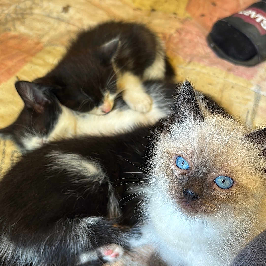 Aïko a rejoint le concours — aidez-le/la à gagner de superbes lots ! animal, blanket, blue_eyes, cat, cozy, curious, cute, domestic_animal, feline, fur, indoor, kitten, paw, pet, relaxed, resting, sleeping, soft, whiskers, young