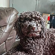 Floki is registered to the contest to win money with this photo: dog, curly_fur, black_dog, leather_couch, indoor, pet, relaxed, furniture, bottle, frame, sketch, home, cozy, portrait, animal, canine, close_up, curly_hair, domestic_animal, resting