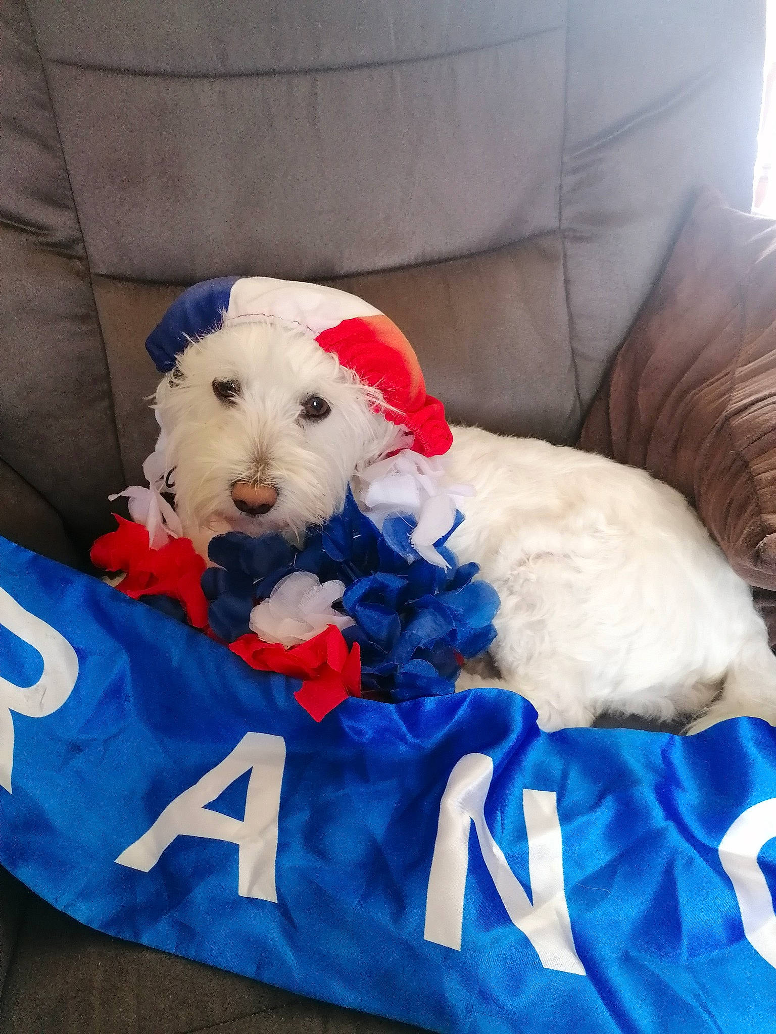 Mimi participe au concours pour gagner de l'argent avec cette photo : carnivore, comfort, companion_dog, dog, dog_breed, dog_clothes, dog_supply, electric_blue, fur, labradoodle, pet_supply, poodle, small_terrier, snout, sporting_group, stuffed_toy, terrier, toy, toy_dog, working_animal