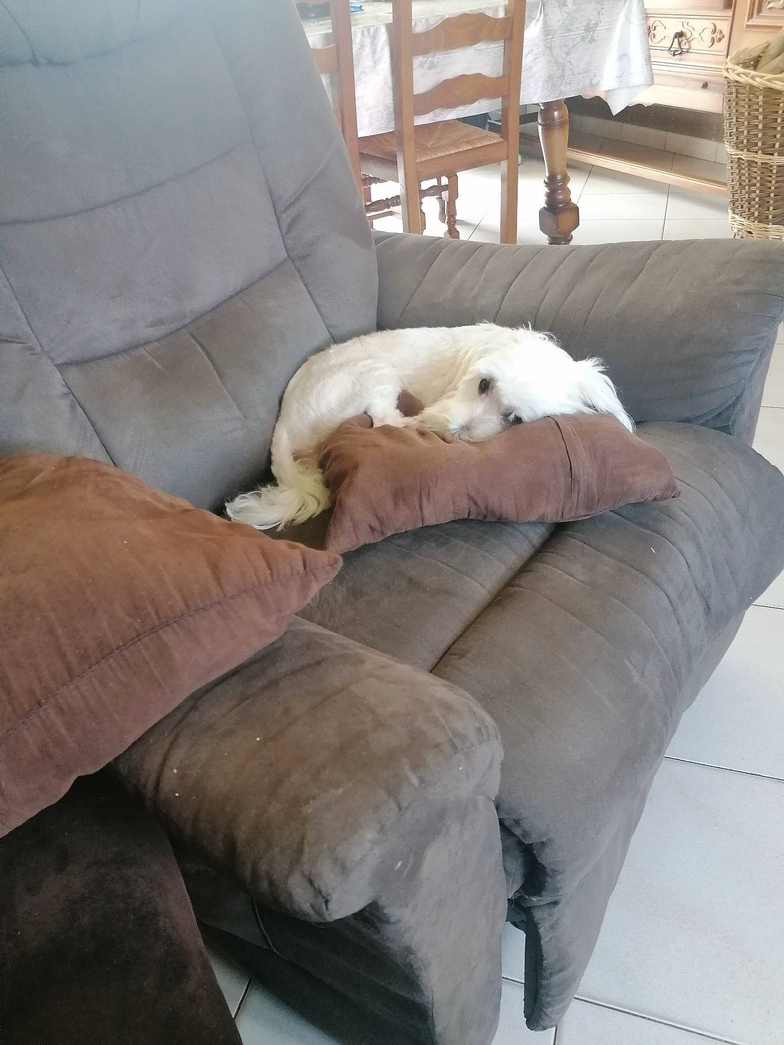 Mimi participe au concours pour gagner de l'argent avec cette photo : bedding, carnivore, comfort, companion_dog, couch, dog, dog_breed, felidae, flooring, fur, furniture, hardwood, linens, room, sporting_group, studio_couch, textile, throw_pillow, white, wood