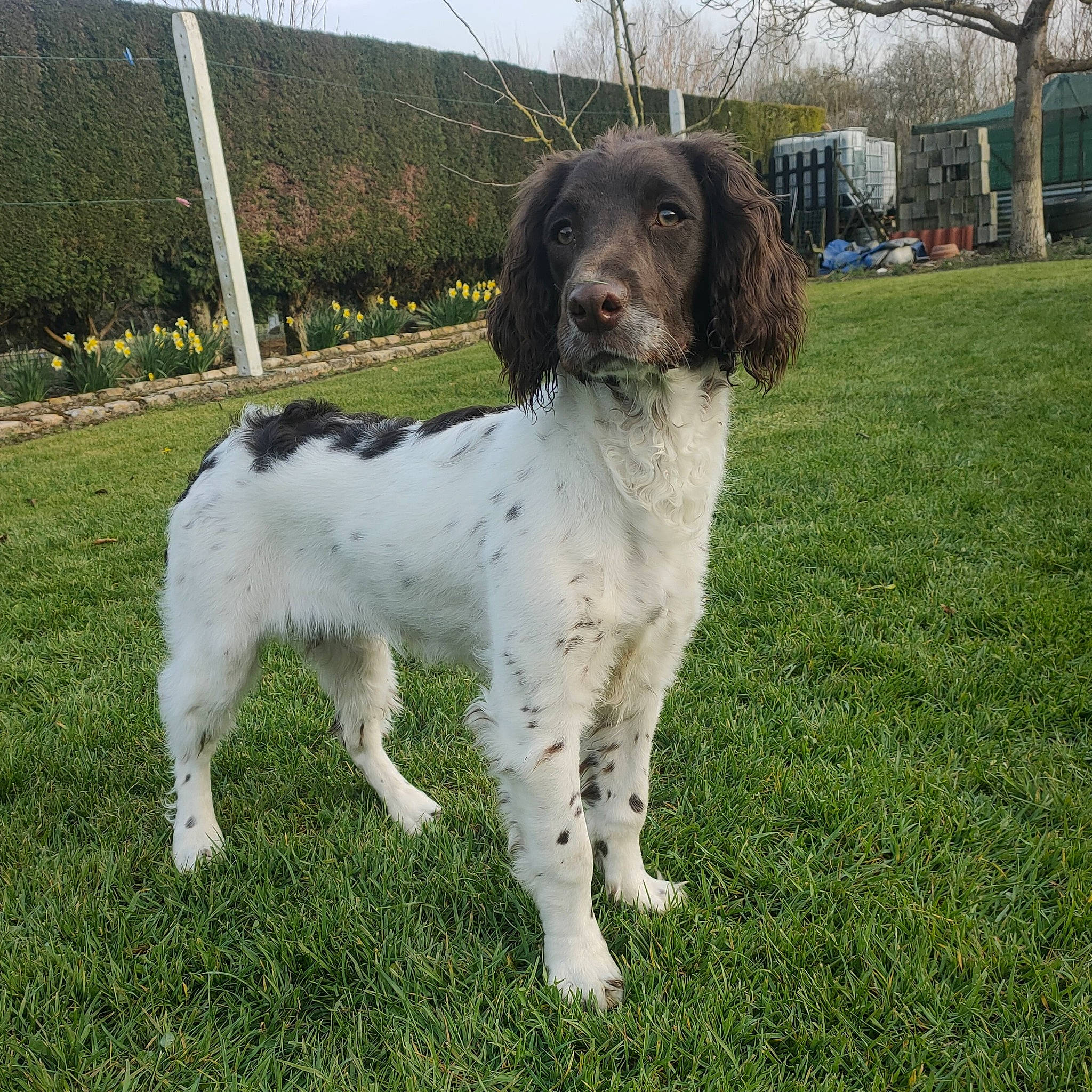 Siya a rejoint le concours — aidez-le/la à gagner de superbes lots ! ancient_dog_breeds, canidae, carnivore, chair, companion_dog, dog, dog_breed, fence, fur, grass, gun_dog, home_fencing, hunting_dog, liver, plant, snout, sporting_group, tail, tree, working_dog