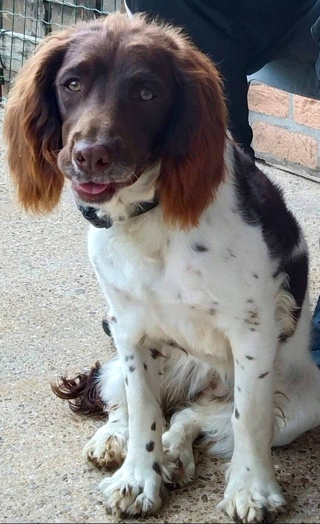 Siya participe au concours pour gagner de l'argent avec cette photo : canidae, carnivore, companion_dog, dog, dog_breed, dog_collar, fur, gun_dog, hunting_dog, liver, snout, spaniel, sporting_group, terrestrial_animal, working_animal, working_dog