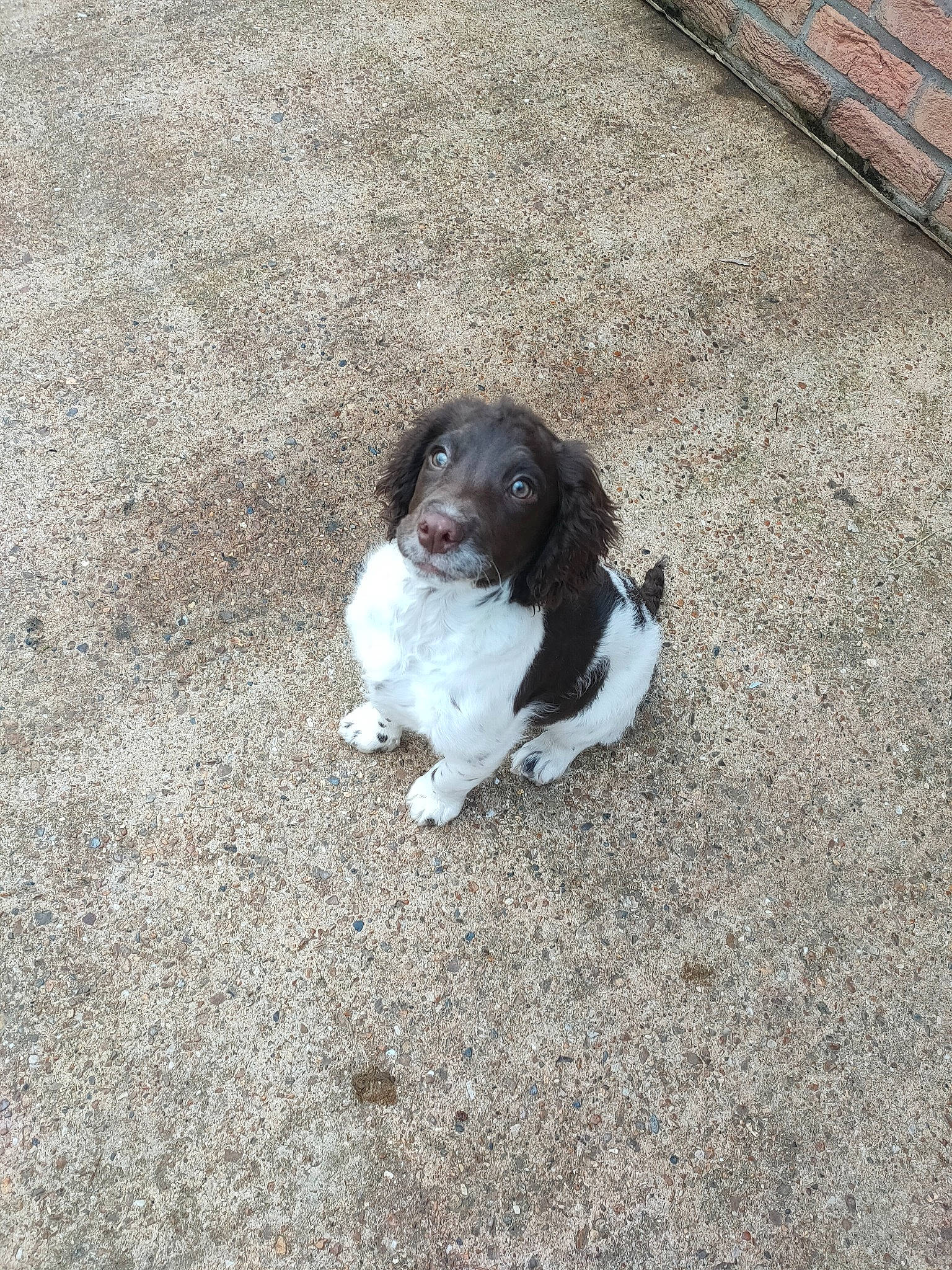 Siya participe au concours pour gagner de l'argent avec cette photo : asphalt, canidae, carnivore, companion_dog, concrete, dog, dog_breed, flooring, fur, grass, grey, paw, road_surface, sidewalk, snout, soil, sporting_group, tail, tar, terrestrial_animal