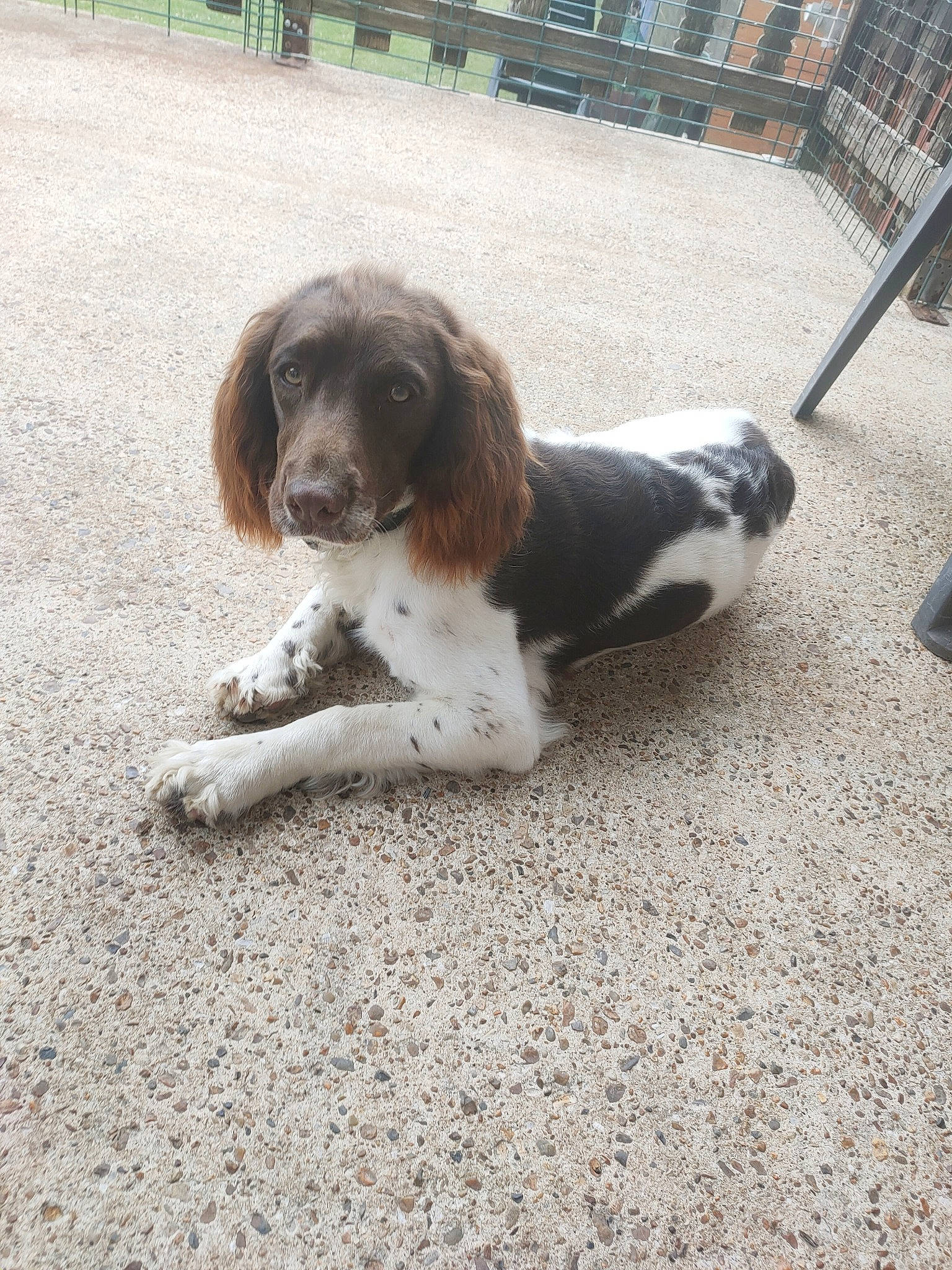 Siya participe au concours pour gagner de l'argent avec cette photo : canidae, carnivore, companion_dog, dog, dog_breed, fence, fur, gun_dog, hunting_dog, liver, road_surface, spaniel, sporting_group, terrestrial_animal, working_dog