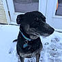 Leo is registered to the contest to win money with this photo: dog, snow, collar, pet, animal, outdoor, winter, black_dog, gray_fur, paw_prints, door, house, fur, canine, leash, tag, quiet, calm, side_view, standing