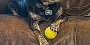Leo joined the competition — help win amazing prizes! dog, pet, tennis_ball, leather_couch, indoor, brown, black, brindle, collar, tag, animal, paw, resting, looking_away, furniture, domestic, companion, cute, canine, relaxed