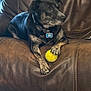 dog, pet, tennis_ball, leather_couch, indoor, brown, black, brindle, collar, tag, animal, paw, resting, looking_away, furniture, domestic, companion, cute, canine, relaxed