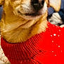 dog, small_dog, red_sweater, close_up, pet, cute, animal, indoors, fur, ears, nose, eyes, portrait, cozy, knitwear, companion, domestic_animal, mammal, warm_clothing, blurry