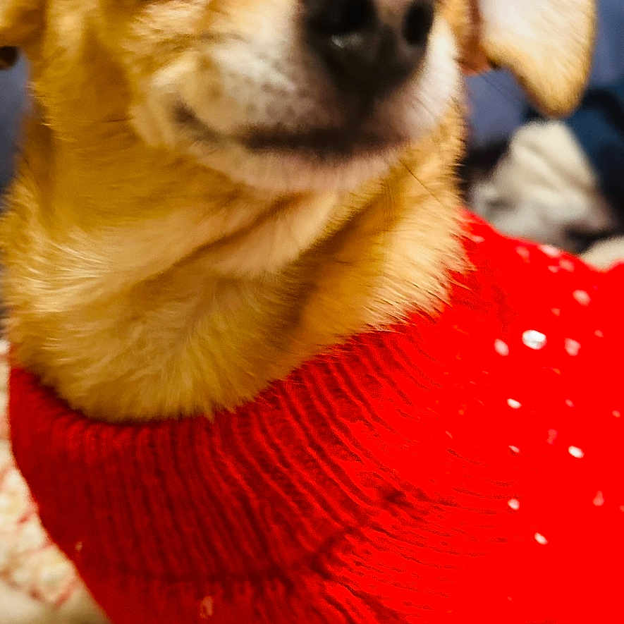 Mariah is registered to the contest to win money with this photo: animal, blurry, close_up, companion, cozy, cute, dog, domestic_animal, ears, eyes, fur, indoors, knitwear, mammal, nose, pet, portrait, red_sweater, small_dog, warm_clothing