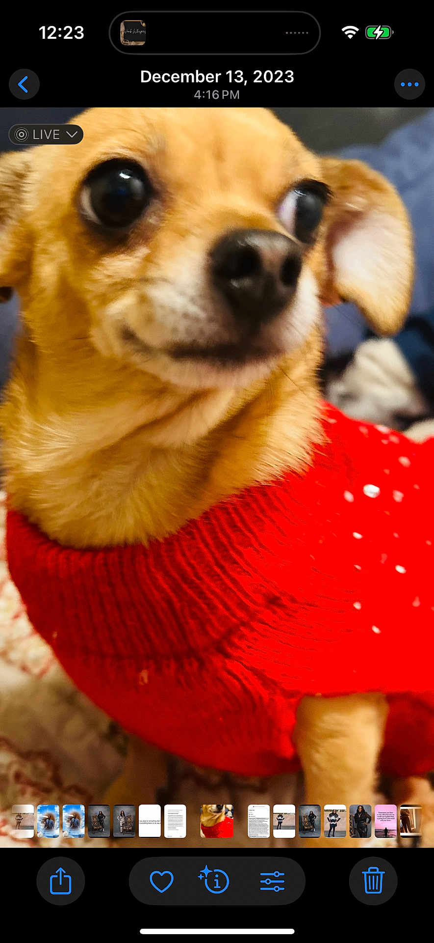 Mariah is registered to the contest to win money with this photo: dog, small_dog, red_sweater, close_up, pet, cute, animal, indoors, fur, ears, nose, eyes, portrait, cozy, knitwear, companion, domestic_animal, mammal, warm_clothing, blurry