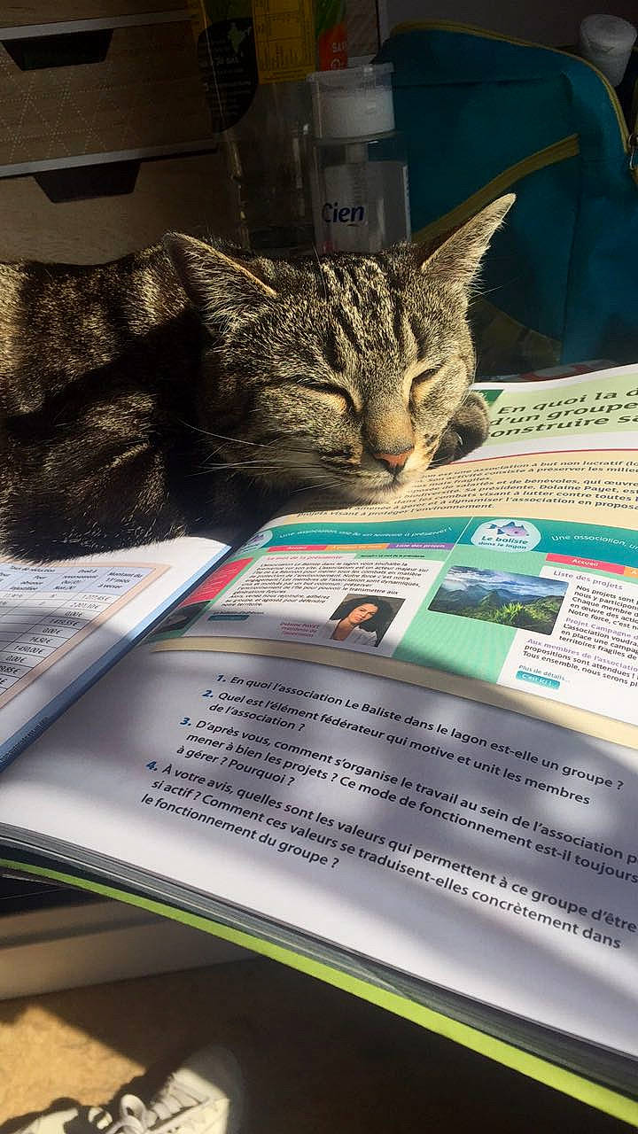 Fleur participe au concours pour gagner de l'argent avec cette photo : carnivore, cat, comfort, document, domestic_short_haired_cat, felidae, font, fur, linens, news, newspaper, paper, paper_product, publication, small_to_medium_sized_cats, whiskers