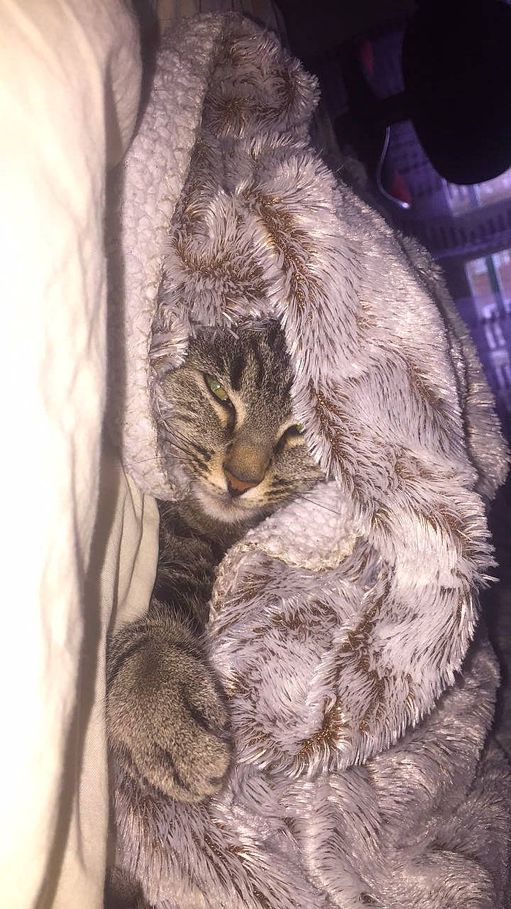 Fleur a rejoint le concours — aidez-le/la à gagner de superbes lots ! art, carnivore, cat, claw, domestic_short_haired_cat, felidae, fur, grey, plant, small_to_medium_sized_cats, tail, terrestrial_animal, whiskers, wood