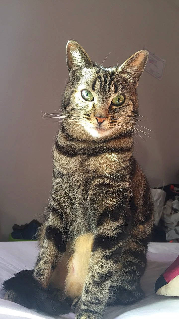 Fleur a rejoint le concours — aidez-le/la à gagner de superbes lots ! carnivore, cat, domestic_short_haired_cat, felidae, fur, paw, sitting, small_to_medium_sized_cats, snout, tail, terrestrial_animal, whiskers, wildlife