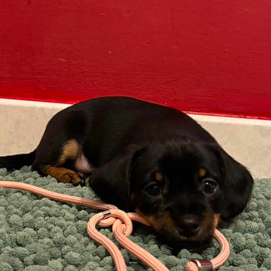 Milo
