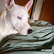 Peace Peppers Vaita is registered to the contest to win money with this photo: bed, bedding, blanket, blue_eyes, close_up, dog, domestic_animal, ear, furniture, gaze, indoor, nose, pet, portrait, snout, soft_lighting, texture, whiskers, white_dog, wooden_door