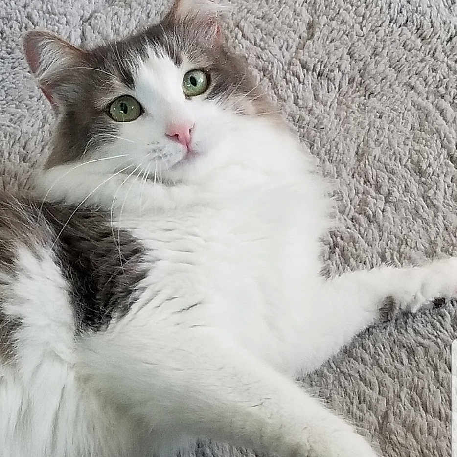 Neige participe au concours pour gagner de l'argent avec cette photo : abyssinian, angora, animal, cat, indoors, kitten, manx, person, pet, siamese, sleeping, snout, text