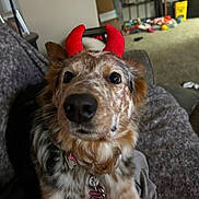 Isabella is registered to the contest to win money with this photo: dog, pet, close_up, costume, red_horns, couch, blanket, indoor, fur, collar, name_tag, home, carpet, toy, furniture, animal, mammal, cute, portrait, domestic