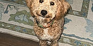 Mallie is registered to the contest to win money with this photo: animal, brown_fur, collar, companion, curious, curly_fur, cute, dog, domestic_animal, floor, fluffy, friendly, home, indoor, looking_up, pet, rug, sitting, small_dog, wooden_floor