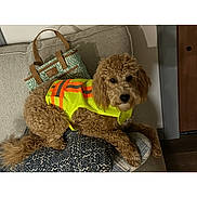 Mallie joined the competition — help win amazing prizes! bag, brown_dog, canine, couch, cozy, curly_fur, dog, domestic_animal, floor, furniture, home, indoor, living_room, pattern, pet, reflective_vest, relaxed, resting, soft_lighting, textile