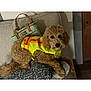 bag, brown_dog, canine, couch, cozy, curly_fur, dog, domestic_animal, floor, furniture, home, indoor, living_room, pattern, pet, reflective_vest, relaxed, resting, soft_lighting, textile