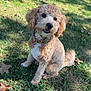 animal, canine, collar, curly_hair, cute, daytime, dog, friendly, fur, grass, leaves, nature, outdoor, park, pet, shade, sitting, smiling, sunlight, tree