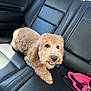 Mallie joined the competition — help win amazing prizes! animal, backseat, black_leather_seat, canine, car_interior, companionship, curly_fur, cute, daylight, dog, domestic_animal, fur, happy, leather, pet, pink_harness, relaxed, smiling, transportation, window