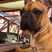 Vasco participe au concours pour gagner de l'argent avec cette photo : animal, beer_bottle, black_nose, brown_fur, canopy, companion, curious, daylight, dog, domestic, ears, french_bulldog, outdoor, paw, pet, relaxing, seated, shadows, sunlight, wooden_table