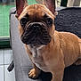 animal, boxer, bulldog, canine, dog, frenchbulldog, pet, pitbull, pug, puppy, snout