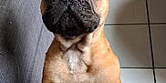 Vasco participe au concours pour gagner de l'argent avec cette photo : animal, boxer, bulldog, canine, dog, frenchbulldog, pet, pitbull, pug, puppy, snout