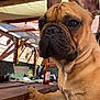 Vasco participe au concours pour gagner de l'argent avec cette photo : animal, beer_bottle, black_nose, brown_fur, canopy, companion, curious, daylight, dog, domestic, ears, french_bulldog, outdoor, paw, pet, relaxing, seated, shadows, sunlight, wooden_table