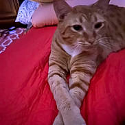 Tiger is registered to the contest to win money with this photo: cat, ginger_cat, tabby, pet, animal, bed, bedding, pillow, furniture, indoor, relaxed, crossed_paws, orange, white_paw, fur, whiskers, closeup, blurred, resting, cute