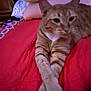 cat, ginger_cat, tabby, pet, animal, bed, bedding, pillow, furniture, indoor, relaxed, crossed_paws, orange, white_paw, fur, whiskers, closeup, blurred, resting, cute