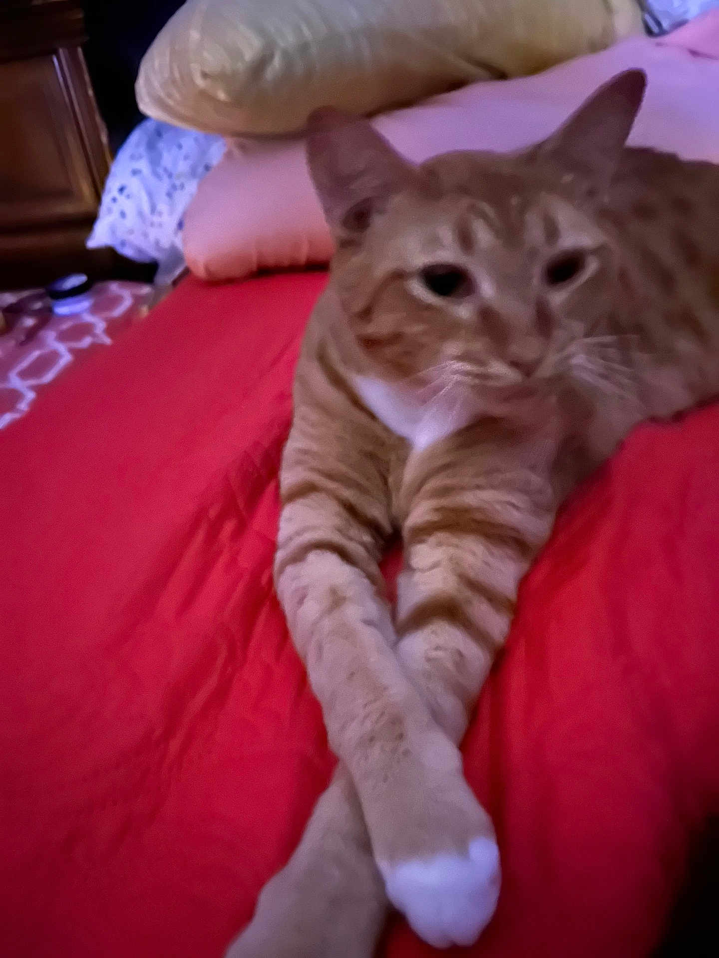Tiger is registered to the contest to win money with this photo: cat, ginger_cat, tabby, pet, animal, bed, bedding, pillow, furniture, indoor, relaxed, crossed_paws, orange, white_paw, fur, whiskers, closeup, blurred, resting, cute