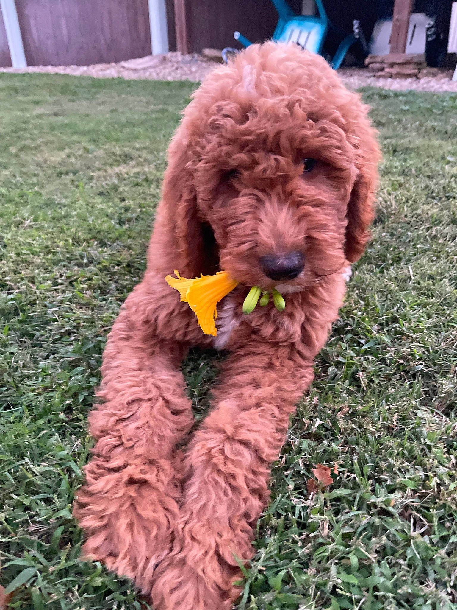 Benji joined the competition — help win amazing prizes! canidae, carnivore, companion_dog, dog, dog_breed, dog_supply, flower, fur, grass, labradoodle, liver, plant, poodle, poodle_crossbreed, shrub, sporting_group, terrier, toy_dog, water_dog, working_animal