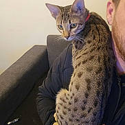 Athena participe au concours pour gagner de l'argent avec cette photo : cat, person, arm, couch, indoor, spotted_cat, pet, feline, hand, fur, sitting, collar, looking, domestic_animal, cozy, furniture, human, animal, close_up, casual