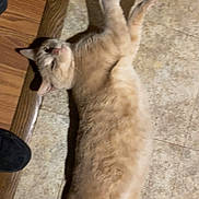 Bo Bo joined the competition — help win amazing prizes! cat, ginger_cat, pet, animal, feline, lying_down, belly_up, raised_paw, relaxed, playful, indoors, tile_floor, wood_floor, wood_trim, shadow, portrait, whiskers, ears, fur, casual_photo