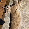 cat, ginger_cat, pet, animal, feline, lying_down, belly_up, raised_paw, relaxed, playful, indoors, tile_floor, wood_floor, wood_trim, shadow, portrait, whiskers, ears, fur, casual_photo
