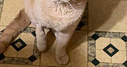 Bo Bo joined the competition — help win amazing prizes! cat, cream_cat, fluffy, feline, pet, animal, sitting, looking_at_camera, ears, whiskers, eyes, tail, paws, indoor, tile_floor, patterned_floor, kitchen, chair, portrait, photography