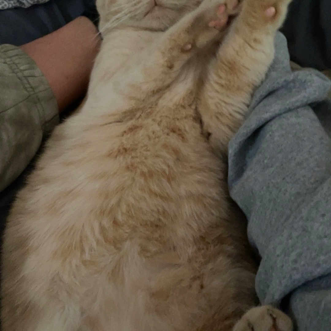 Bo Bo