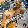 cat, ginger_cat, pet, animal, feline, lying_down, indoor, blanket, bed, shaved_belly, surgical_stitches, recovery, litter_box, litter, wooden_floor, cartoon_pattern, clog, whiskers, ears, relaxed