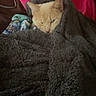 cat, ginger_cat, sleepy, blanket, cozy, indoor, pet, feline, animal, portrait, close_up, pink_cushion, gray_blanket, textile, relaxed, resting, sitting, home, soft_lighting, cuddled