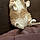 Kitty