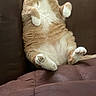 Kitty is registered to the contest to win money with this photo: cat, orange_cat, white_chest, furry, sitting, reclining, belly, paws, whiskers, ears, eyes, indoor, couch, sofa, cushion, living_room, portrait, pet, funny_pose, relaxed