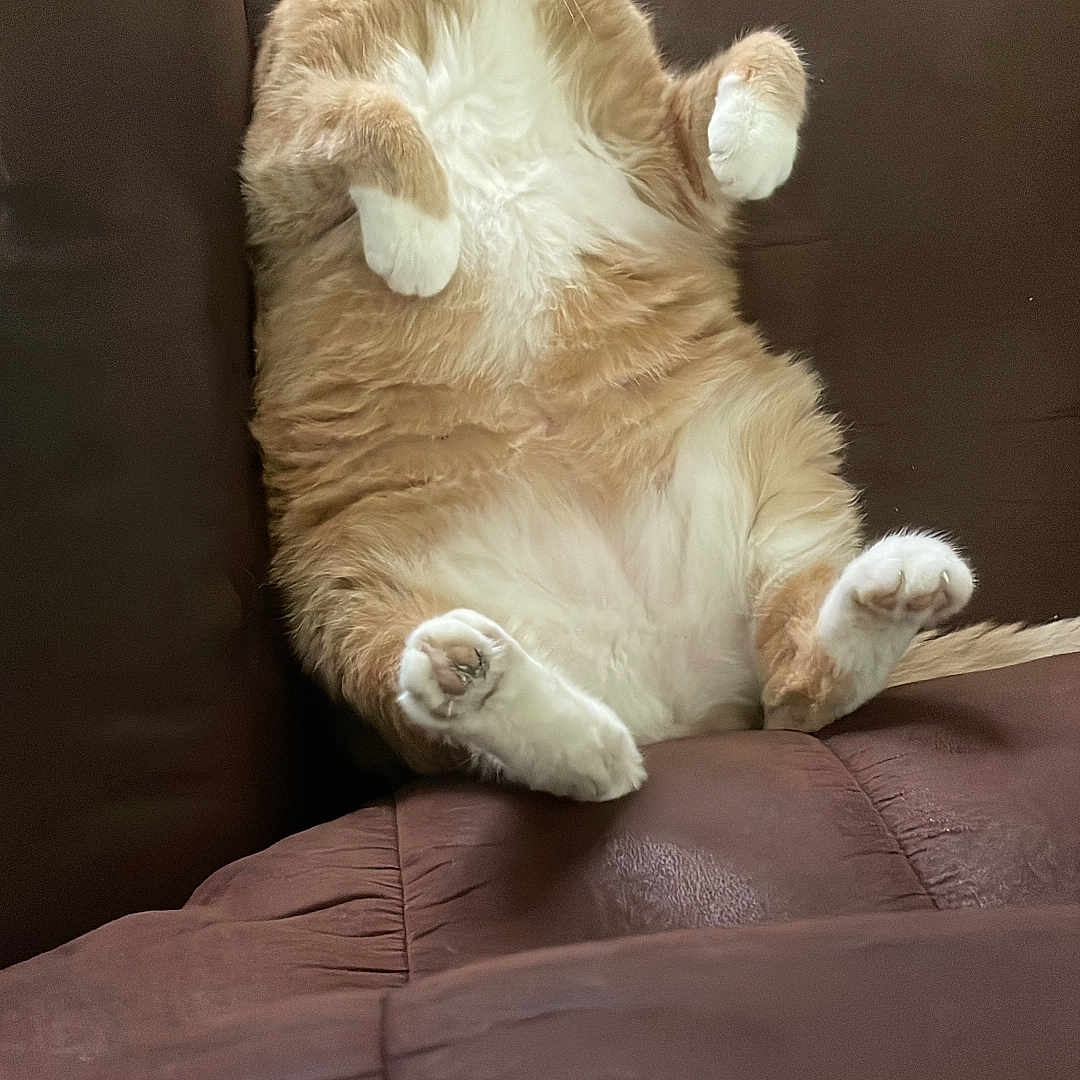Kitty is registered to the contest to win money with this photo: cat, orange_cat, white_chest, furry, sitting, reclining, belly, paws, whiskers, ears, eyes, indoor, couch, sofa, cushion, living_room, portrait, pet, funny_pose, relaxed