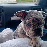 Peaches joined the competition — help win amazing prizes! blanket, blue_eyes, bulldog, car, closeup, cute, dashboard, dog, fluffy, french_bulldog, indoors, pet, portrait, puppy, road, short_fur, sitting, vehicle, white, wrinkles