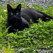 Youchi participe au concours pour gagner de l'argent avec cette photo : black_cat, cat, animal, outdoor, grass, clover, greenery, gravel, nature, pet, feline, resting, looking, wildlife, closeup, wild, mammal, whiskers, eyes, ears