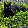 black_cat, cat, animal, outdoor, grass, clover, greenery, gravel, nature, pet, feline, resting, looking, wildlife, closeup, wild, mammal, whiskers, eyes, ears